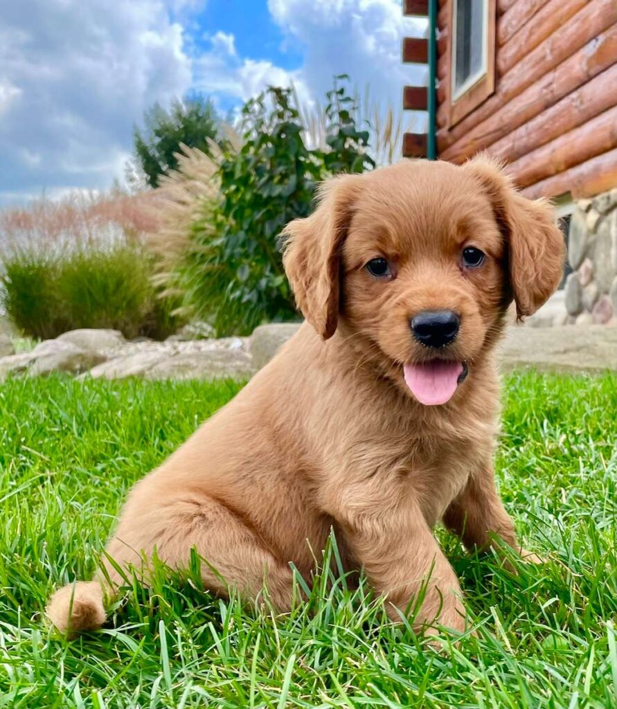 Mini Golden Retriever: Info, Temperature, Apperance, Care 2024