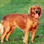 Red Golden Retriever: Info, Temperature, Apperance, Care 2024