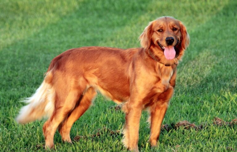 Red Golden Retriever: Info, Temperature, Apperance, Care 2024