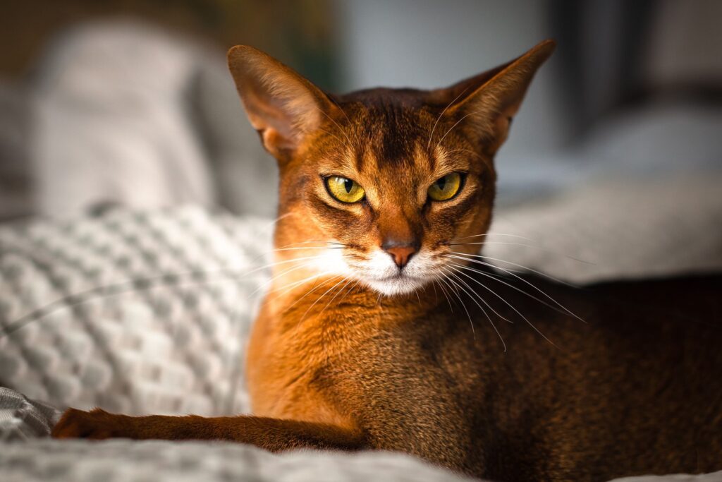 Abyssinian Cat: Info, Diet, Temperament’s, Cares & Characterstics