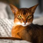 Abyssinian Cat: Info, Diet, Temperament’s, Cares & Characterstics