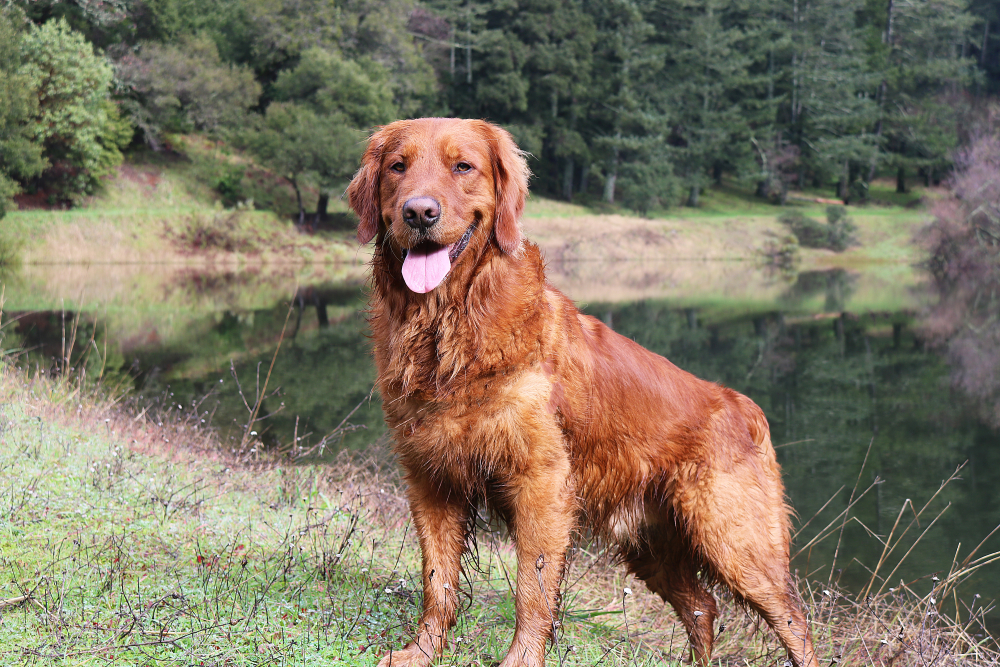 Red Golden Retriever: Info, Temperature, Apperance, Care 2024