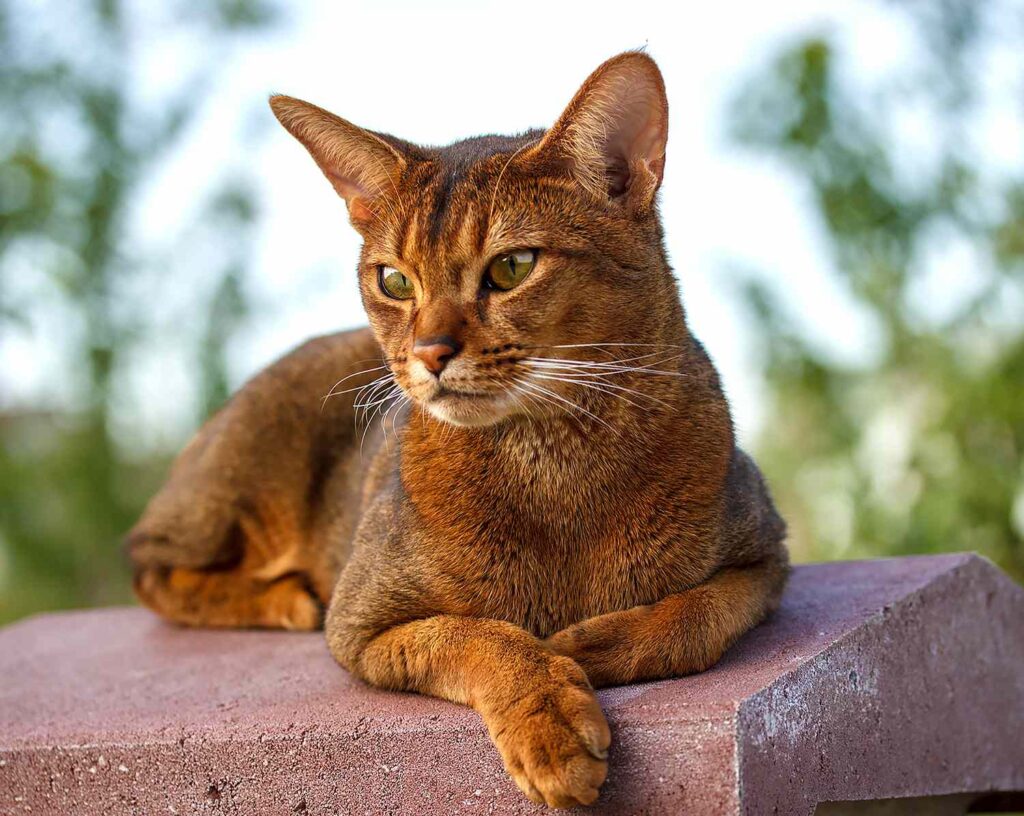 Abyssinian Cat: Info, Diet, Temperament’s, Cares & Characterstics