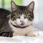 American Wirehair: Info, Diet, Temperament’s, Cares & Characterstics