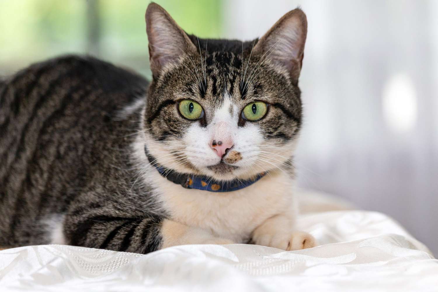 American Wirehair: Info, Diet, Temperament’s, Cares & Characterstics