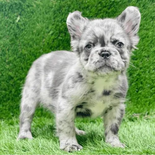 Fluffy French Bulldog: Info, Temperature, Apperance, Care 2024