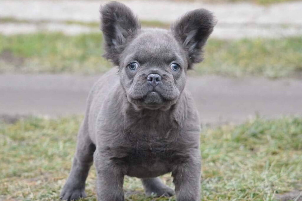 Fluffy French Bulldog: Info, Temperature, Apperance, Care 2024