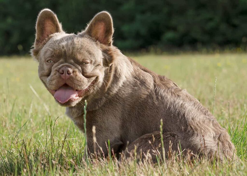 Fluffy French Bulldog: Info, Temperature, Apperance, Care 2024