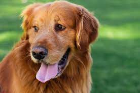 Red Golden Retriever: Info, Temperature, Apperance, Care 2024